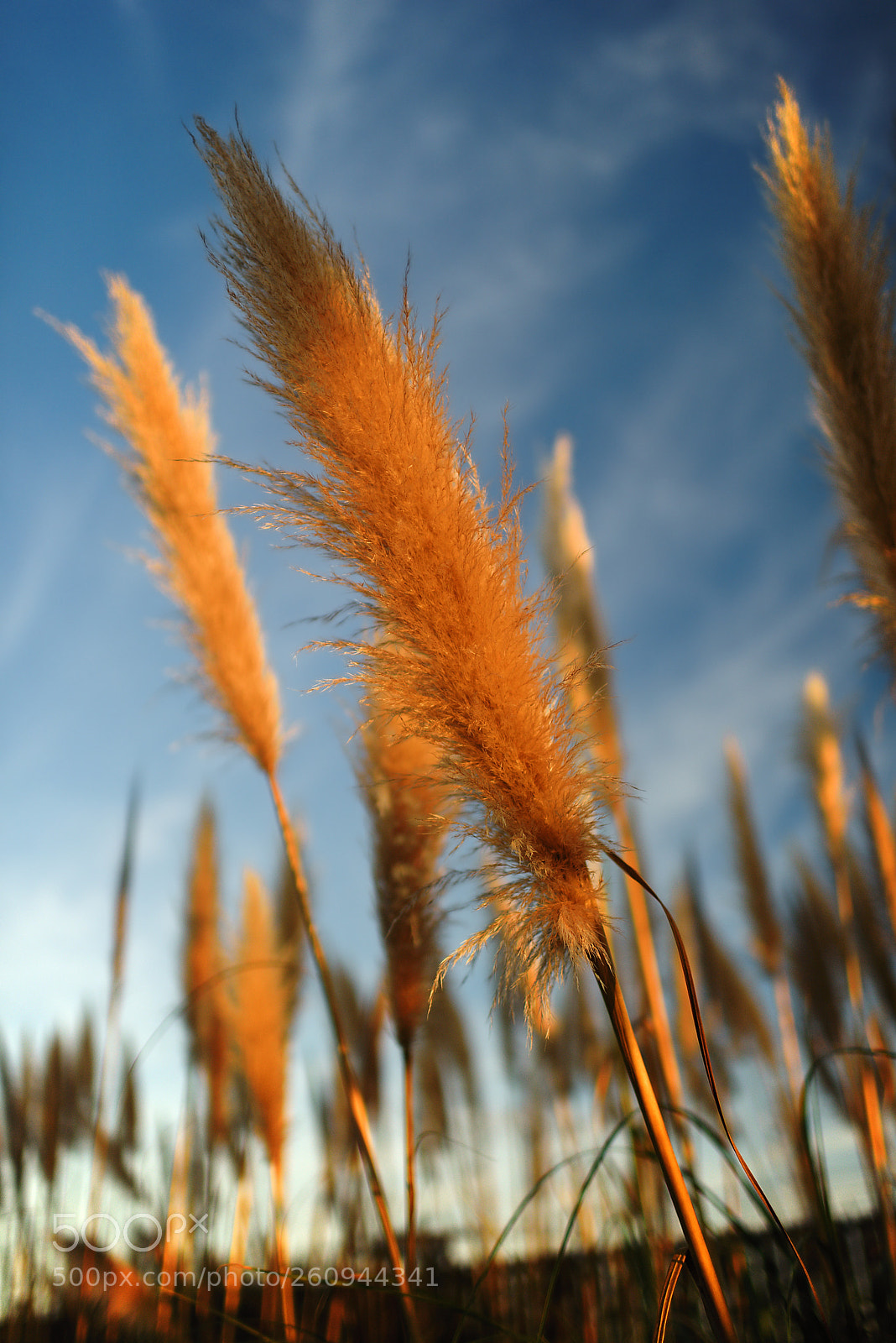 Nikon D810 sample photo. Andean pampas grass at photography