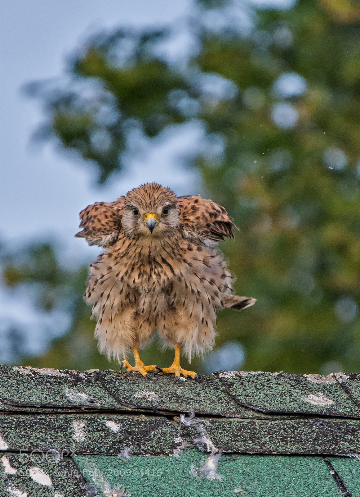 Nikon D7100 sample photo. What s up, mr photography