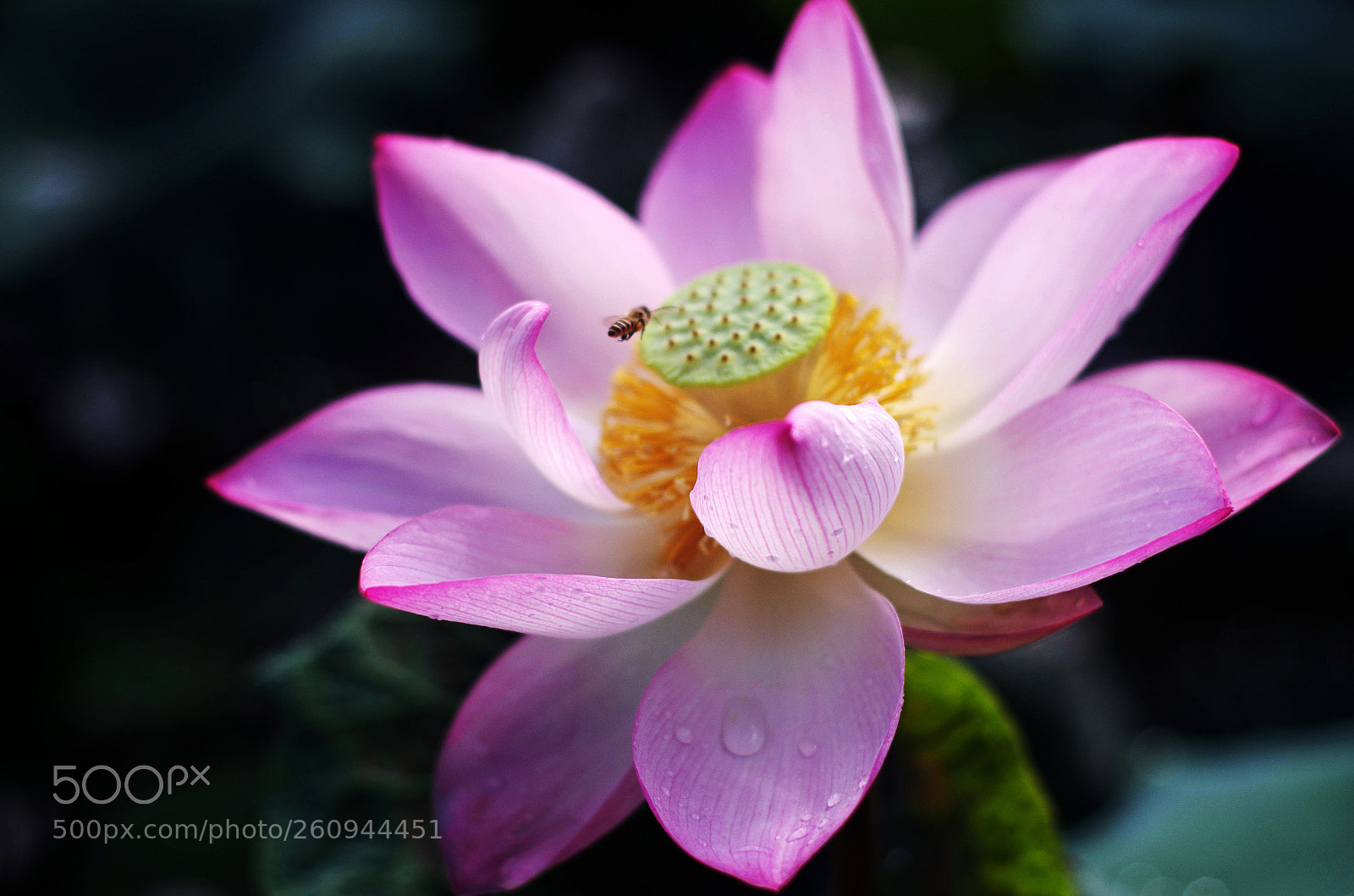 Pentax K-5 sample photo. Lotus photography