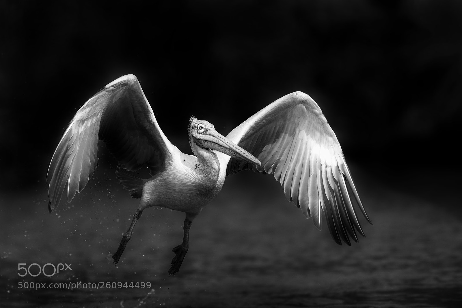 Nikon D4S sample photo. Pelican in flight photography