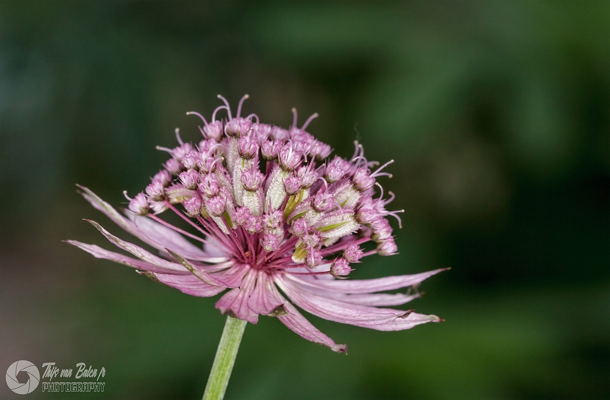 Canon EOS-1D Mark IV sample photo. Flower photography
