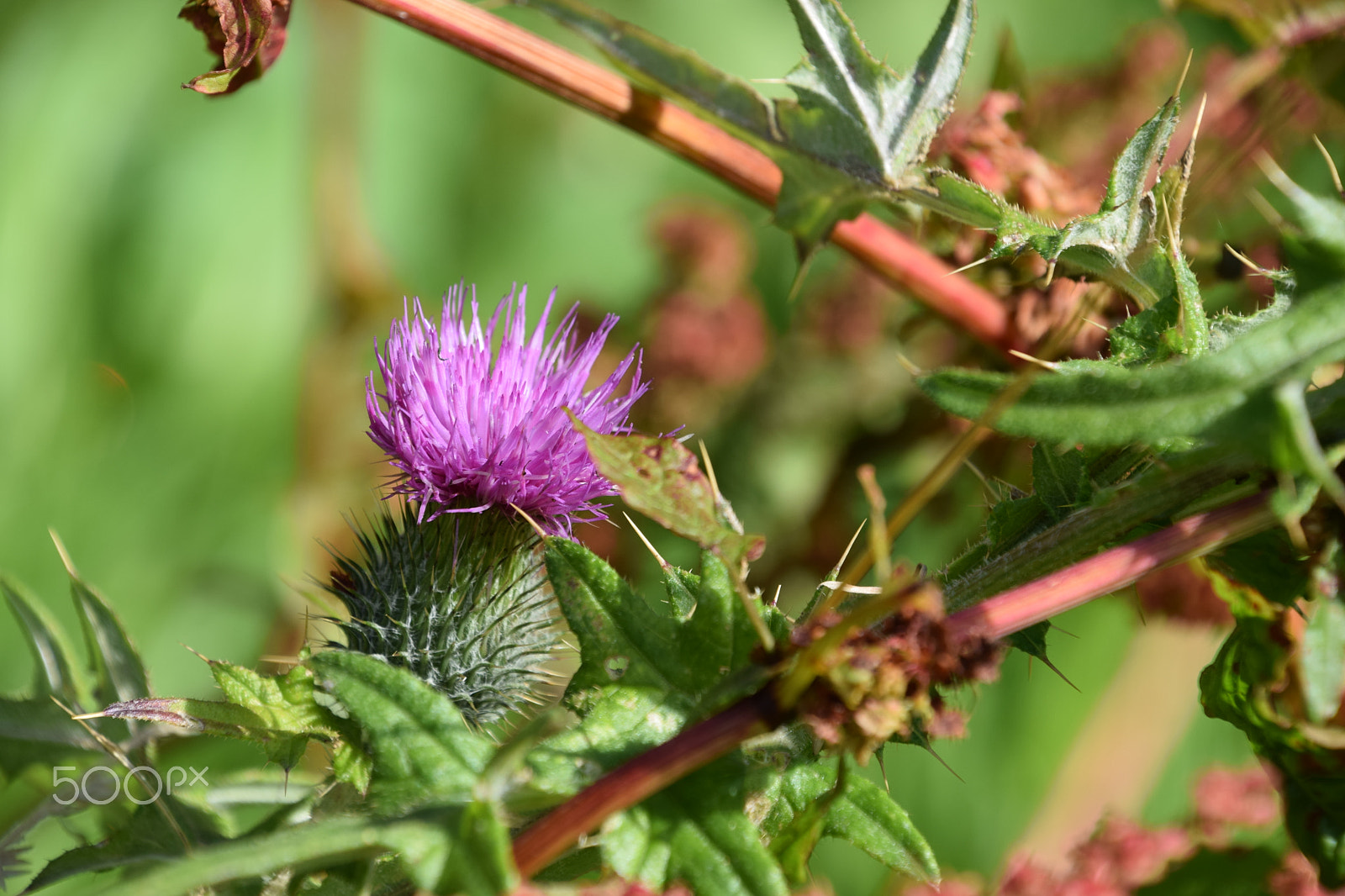Nikon D5300 sample photo. Thistle photography