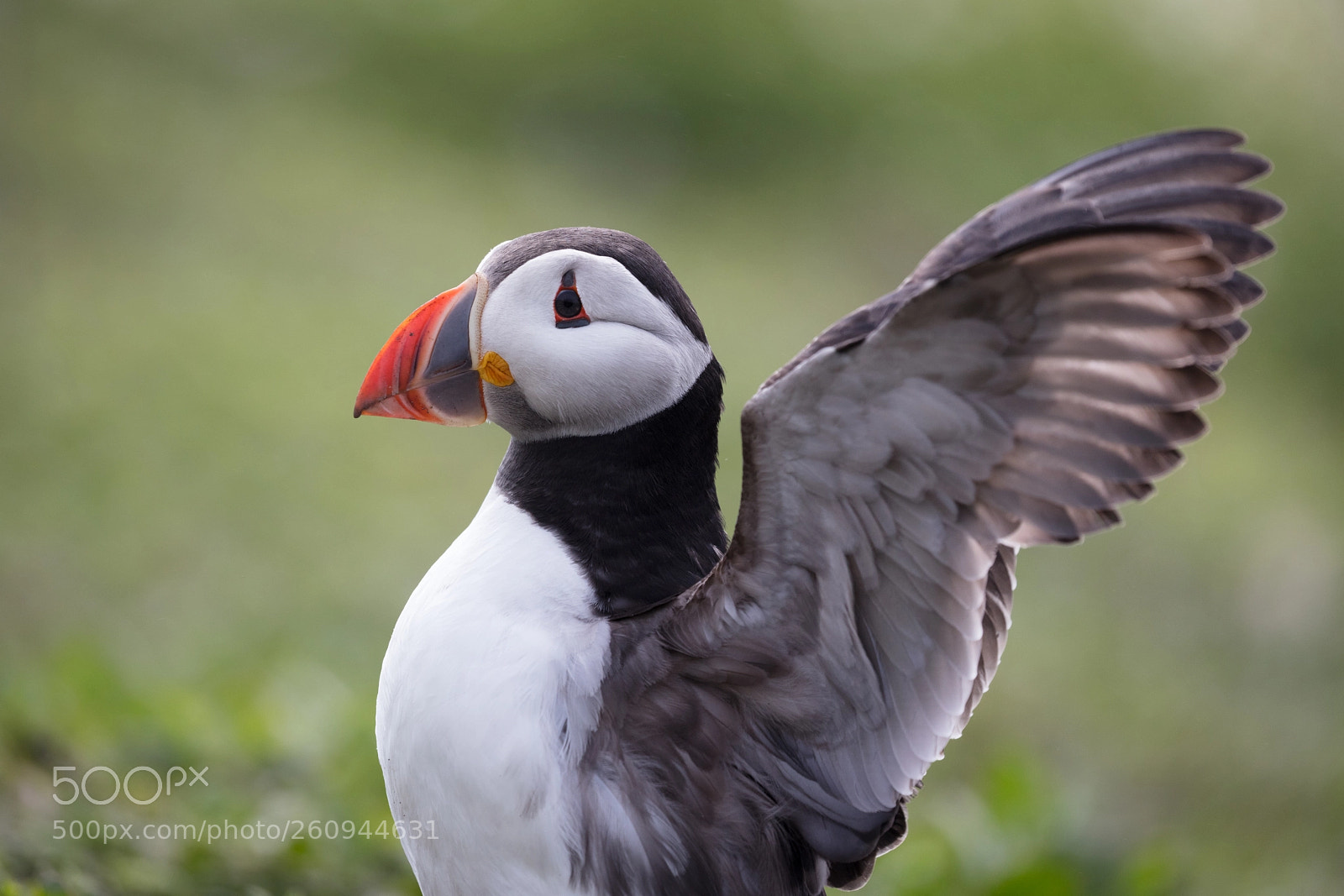 Canon EOS 5DS R sample photo. Puffin portrait #1 photography