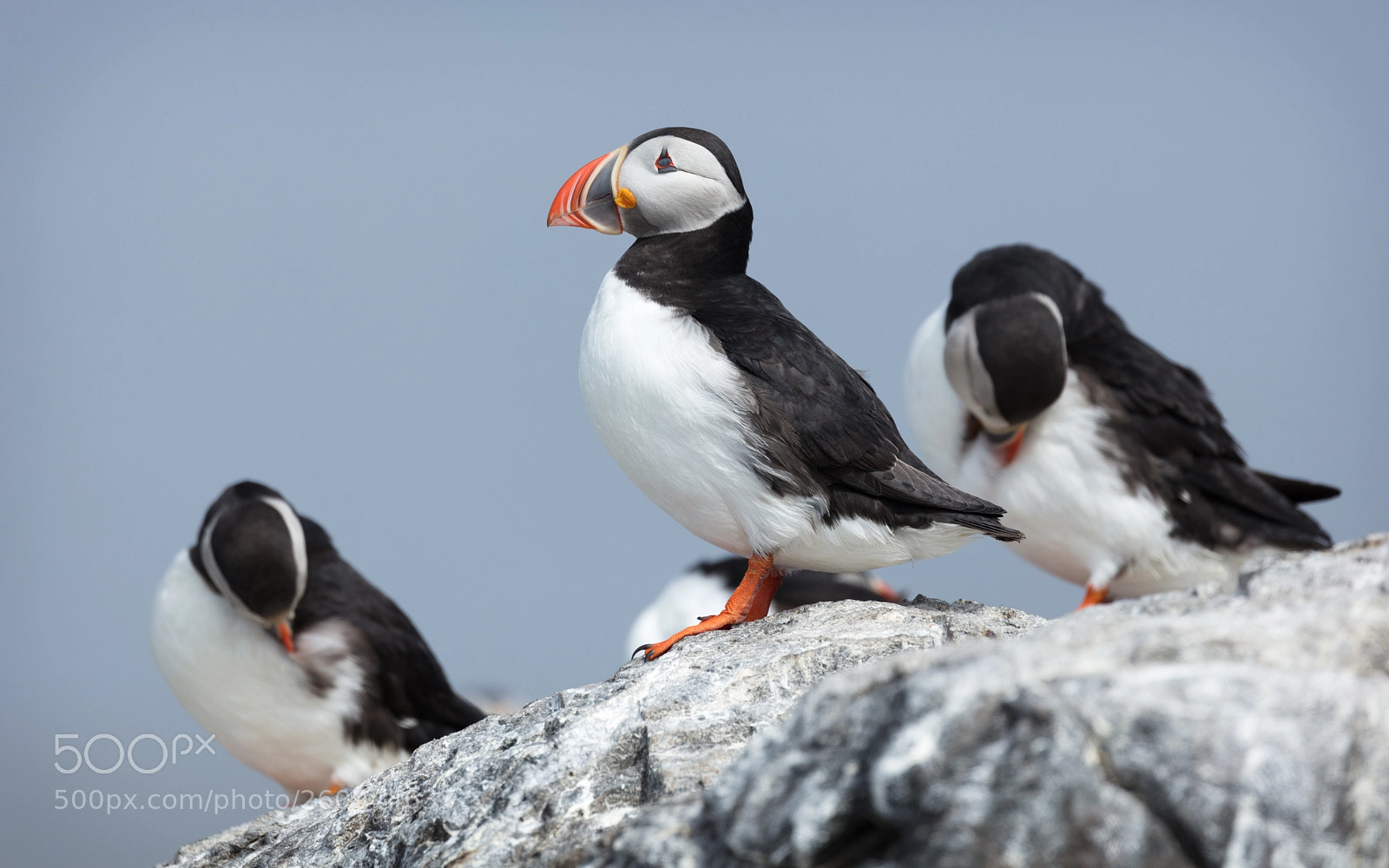 Canon EOS 5DS R sample photo. Preening puffins photography