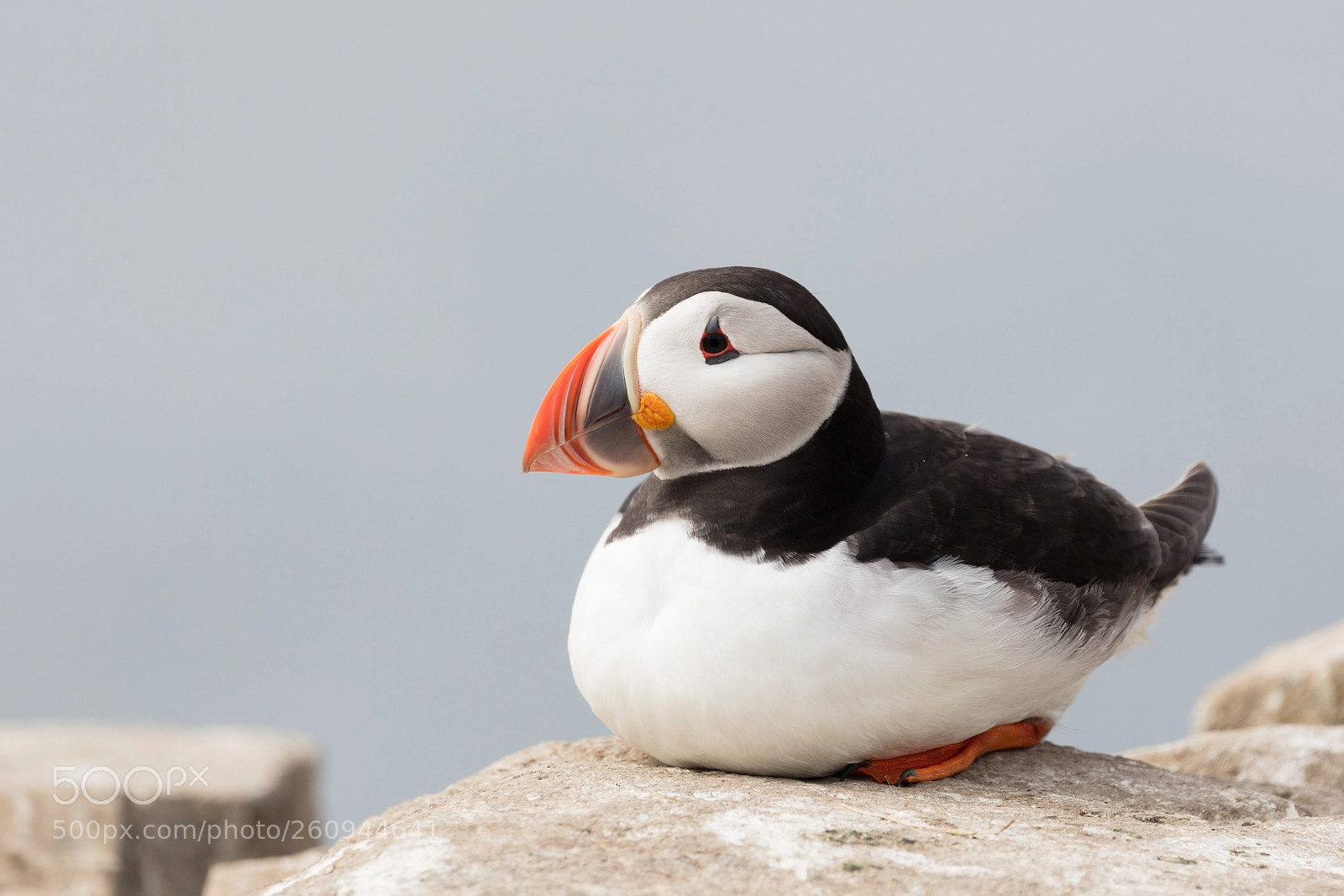 Canon EOS 5DS R sample photo. Puffin portrait #2 photography