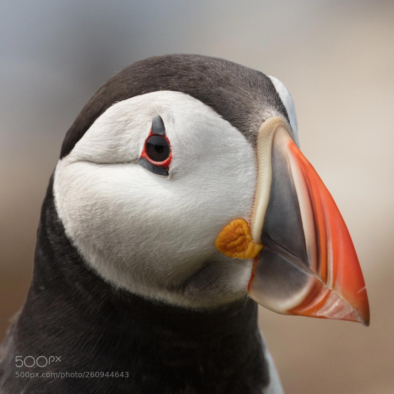 Canon EOS 5DS R sample photo. Puffin portrait #3 photography