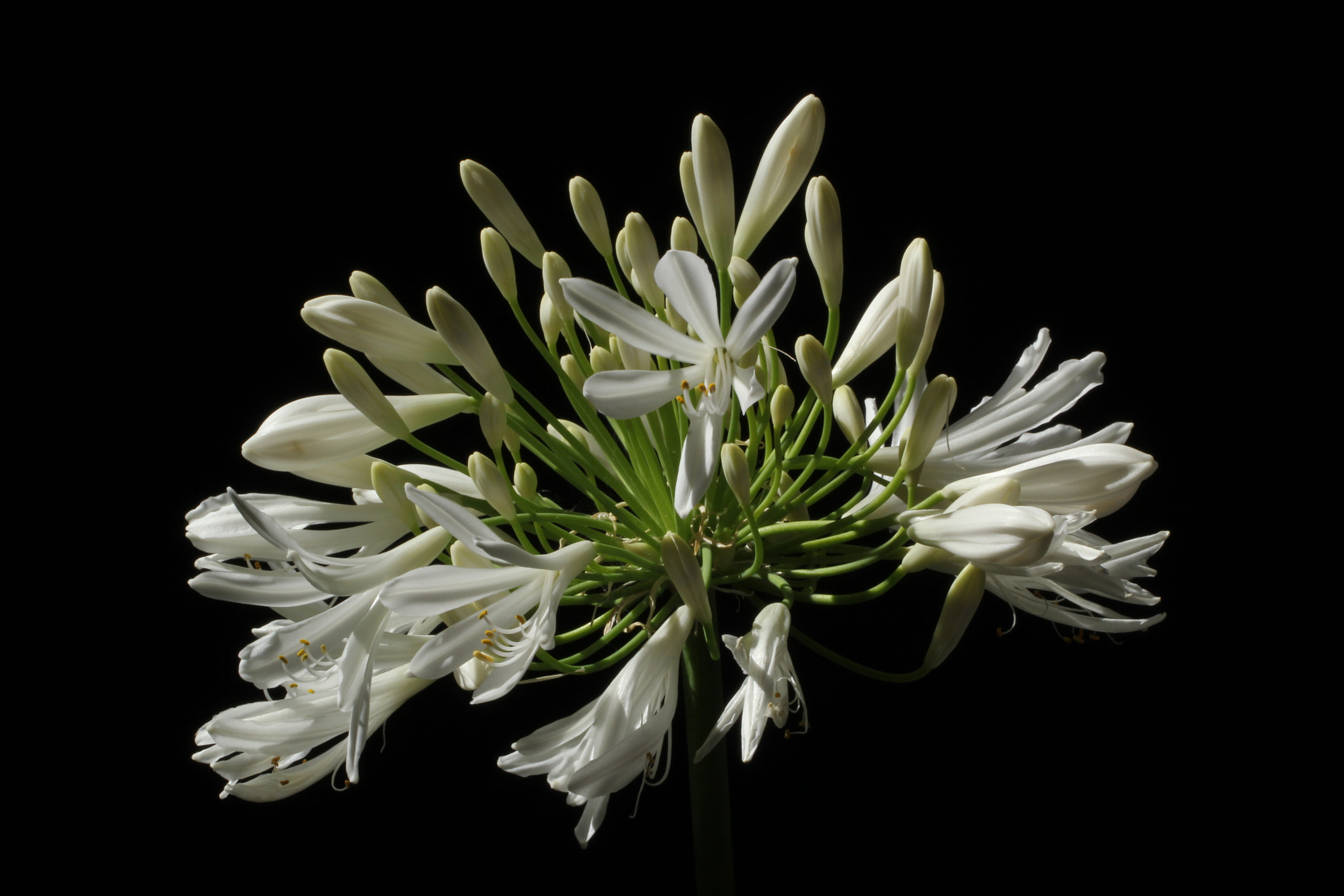 Canon EOS 60D + Canon EF 100mm F2.8L Macro IS USM sample photo. Agapanthus photography