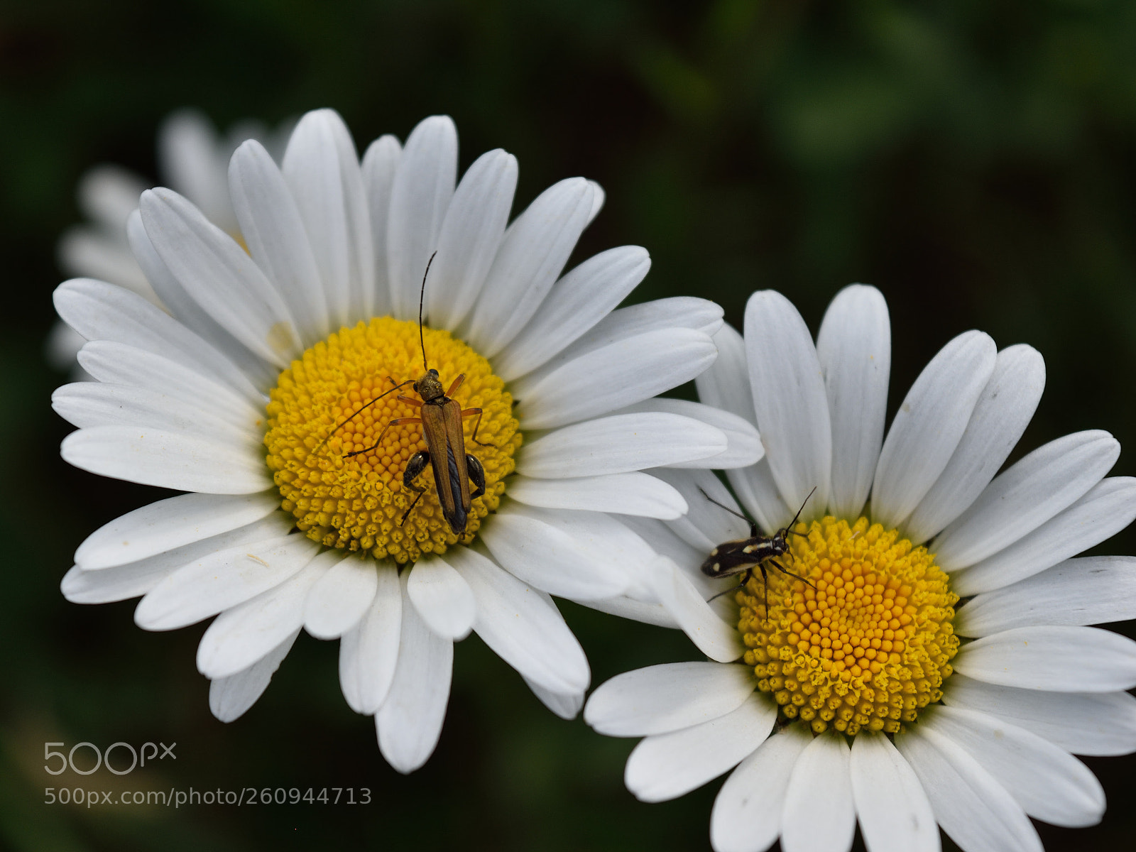 Nikon D5500 sample photo. Fake twins photography