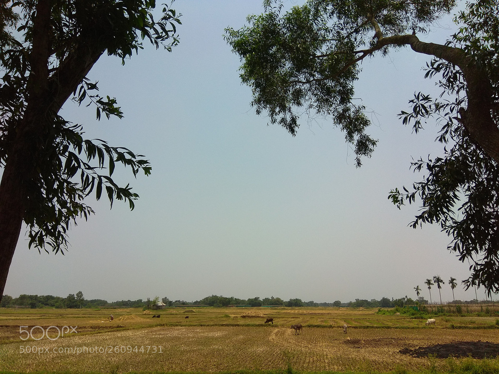 Xiaomi Redmi Note 4 sample photo. Untitled photography