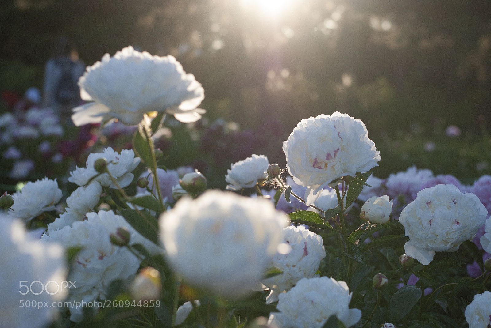 Nikon D3000 sample photo. Peonies photography