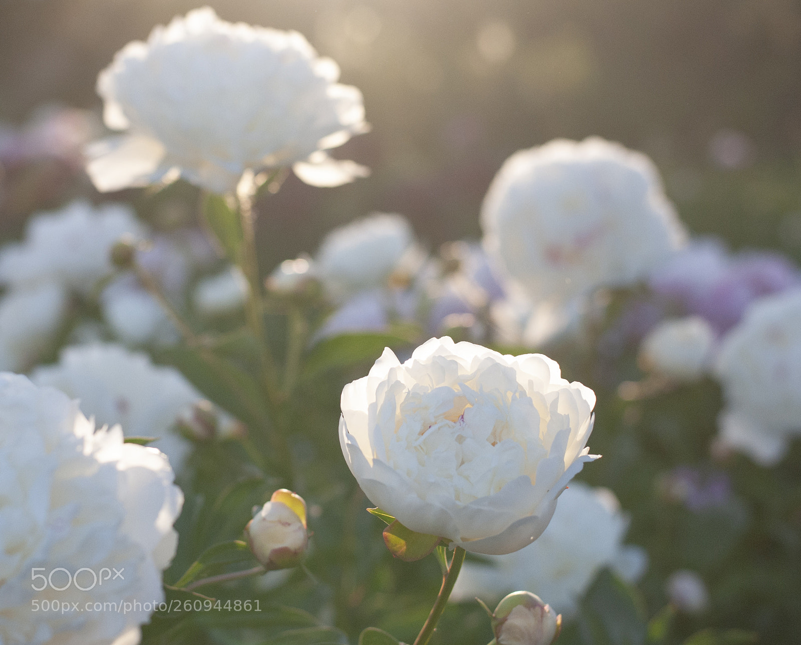 Nikon D3000 sample photo. Peonies photography