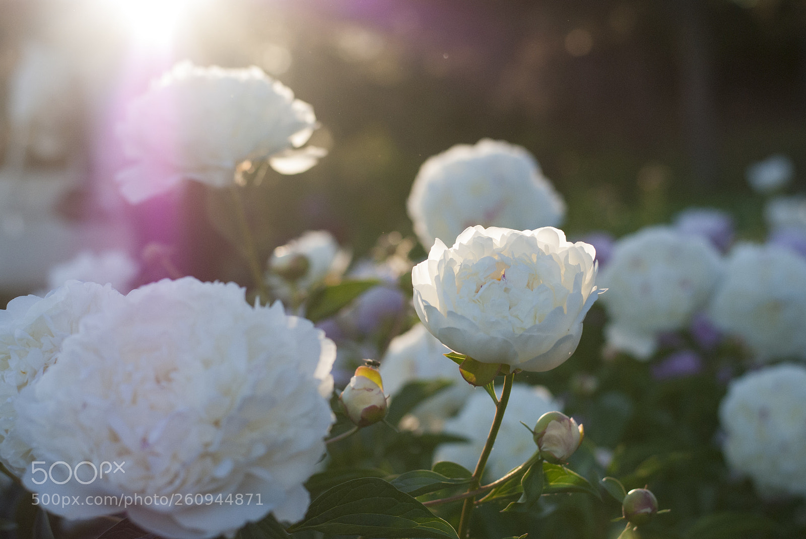 Nikon D3000 sample photo. Peonies photography