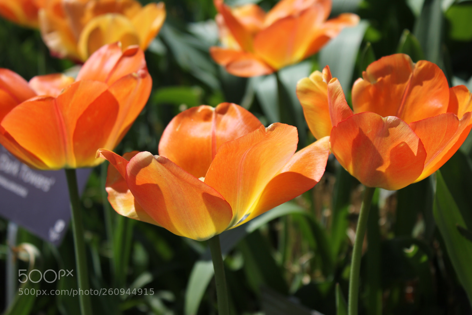 Canon EOS 550D (EOS Rebel T2i / EOS Kiss X4) sample photo. Tulips edward's gardens, toronto photography