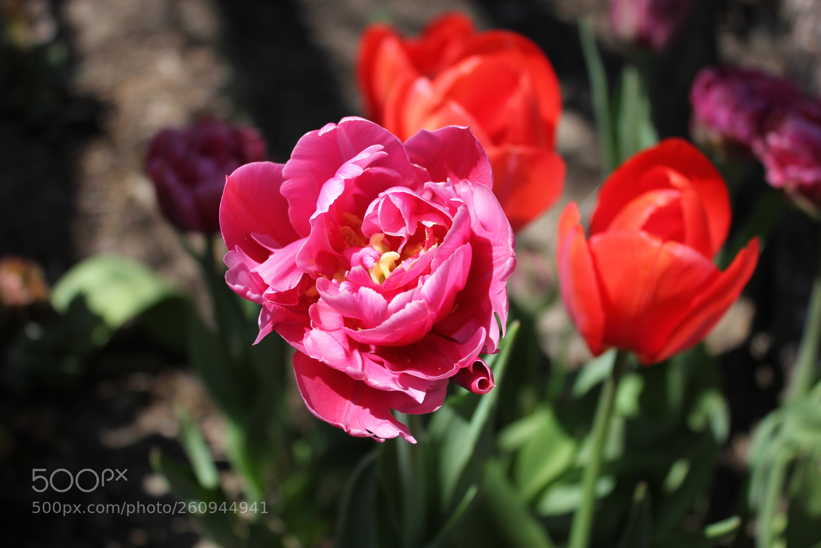 Canon EOS 550D (EOS Rebel T2i / EOS Kiss X4) sample photo. Tulips edward's gardens, toronto photography