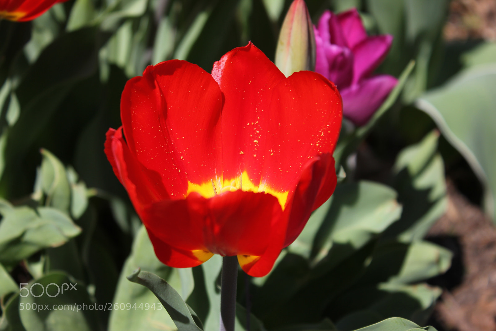 Canon EOS 550D (EOS Rebel T2i / EOS Kiss X4) sample photo. Tulips edward's gardens, toronto photography