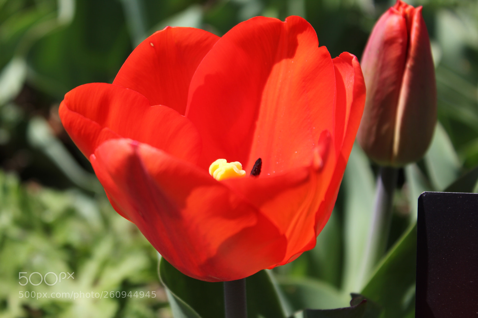 Canon EOS 550D (EOS Rebel T2i / EOS Kiss X4) sample photo. Tulips edward's gardens, toronto photography