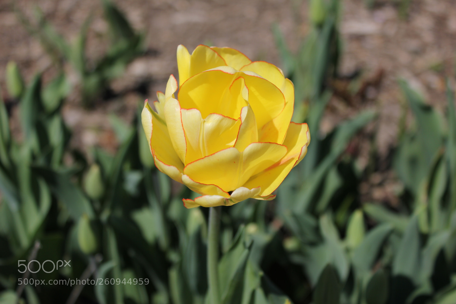 Canon EOS 550D (EOS Rebel T2i / EOS Kiss X4) sample photo. Tulips edward's gardens, toronto photography