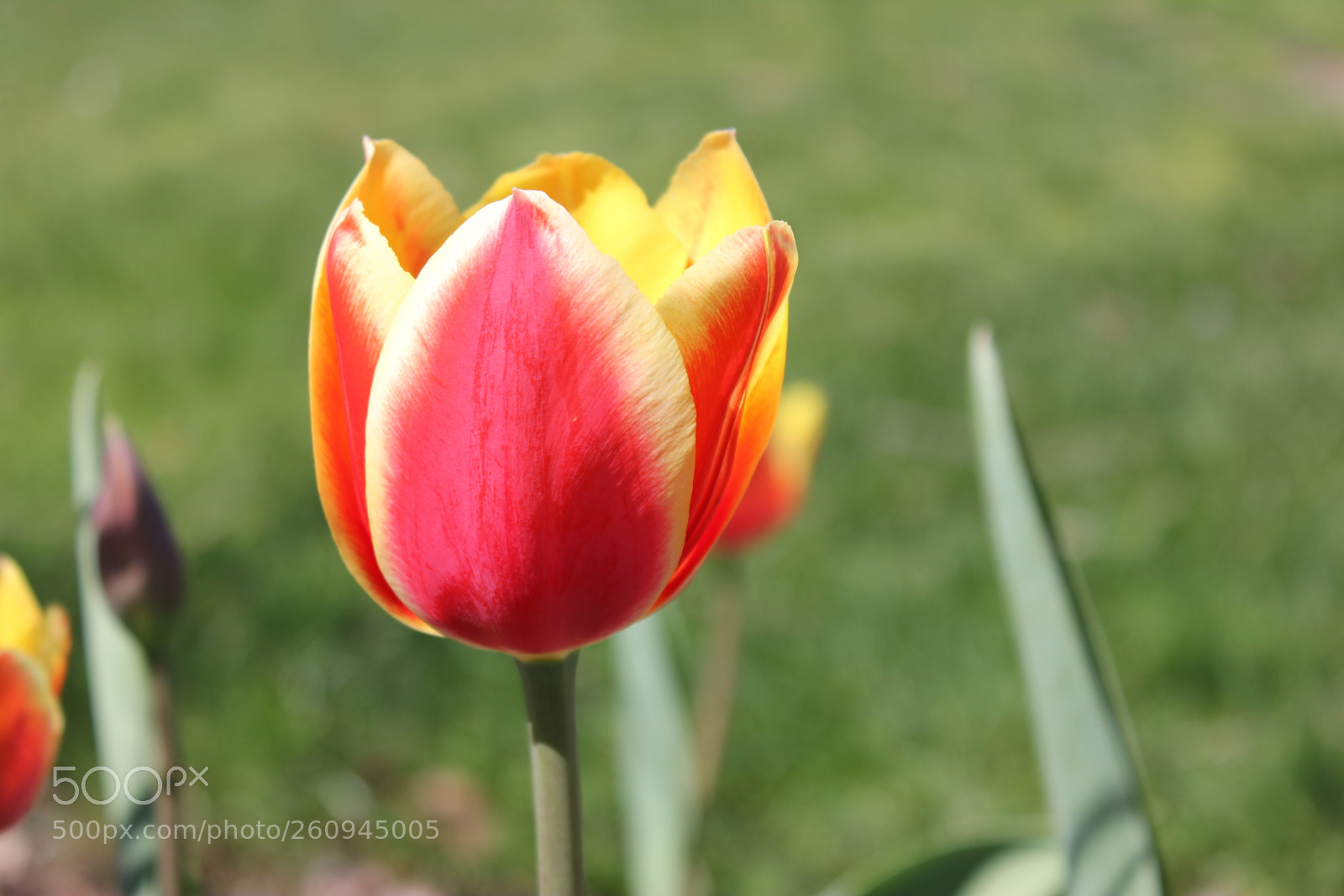 Canon EOS 550D (EOS Rebel T2i / EOS Kiss X4) sample photo. Tulips edward's gardens, toronto photography