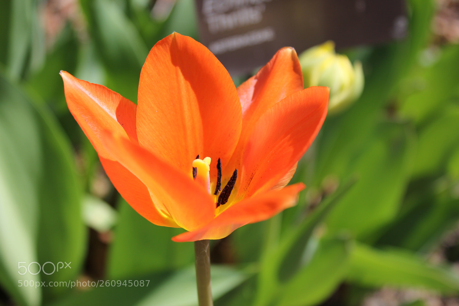 Canon EOS 550D (EOS Rebel T2i / EOS Kiss X4) sample photo. Tulips edward's gardens, toronto photography