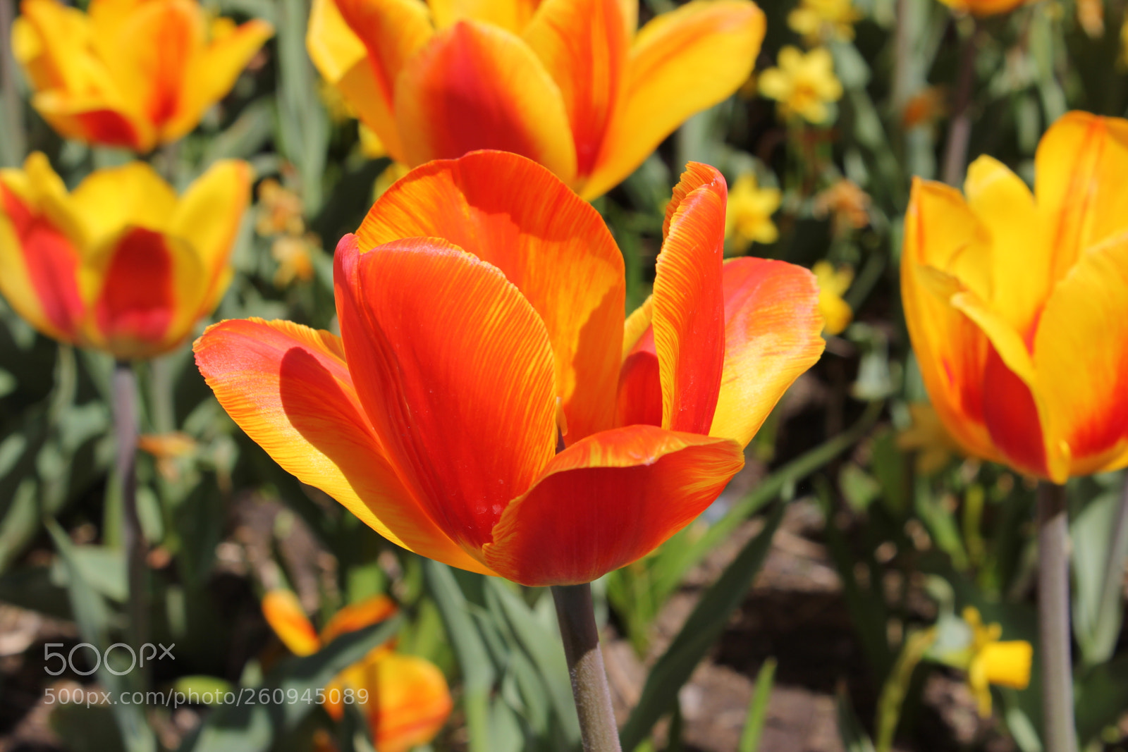 Canon EOS 550D (EOS Rebel T2i / EOS Kiss X4) sample photo. Tulips edward's gardens, toronto photography