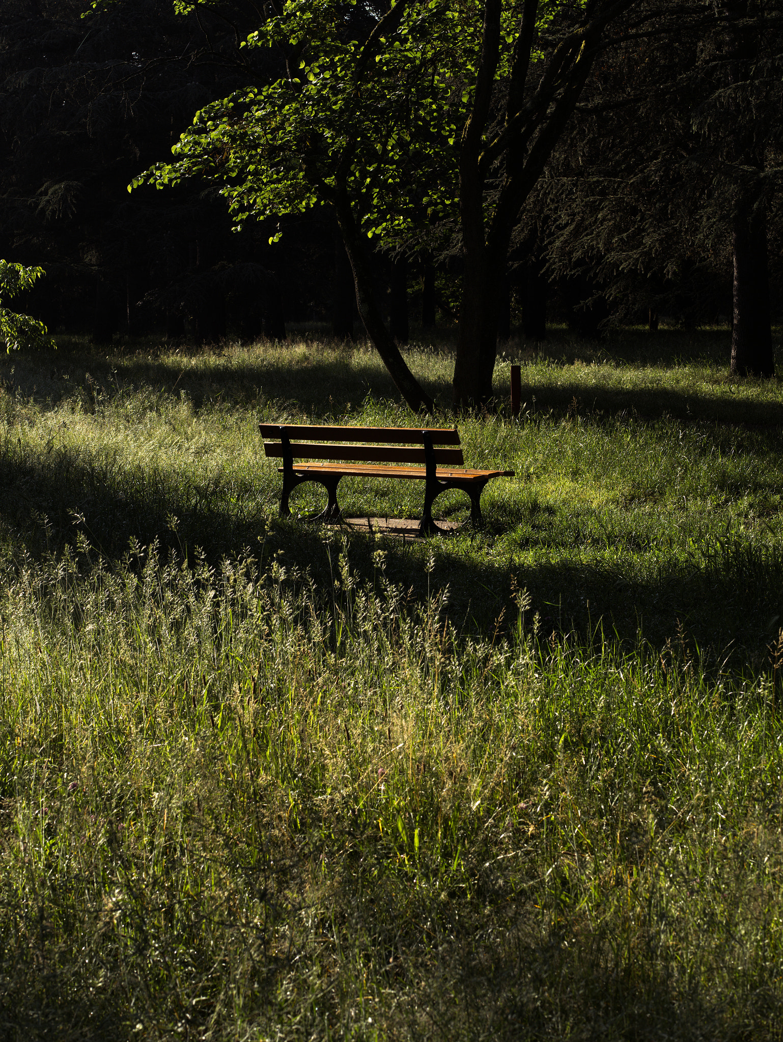 Panasonic Lumix DC-GX9 sample photo. Dans le cercle d'ombre photography