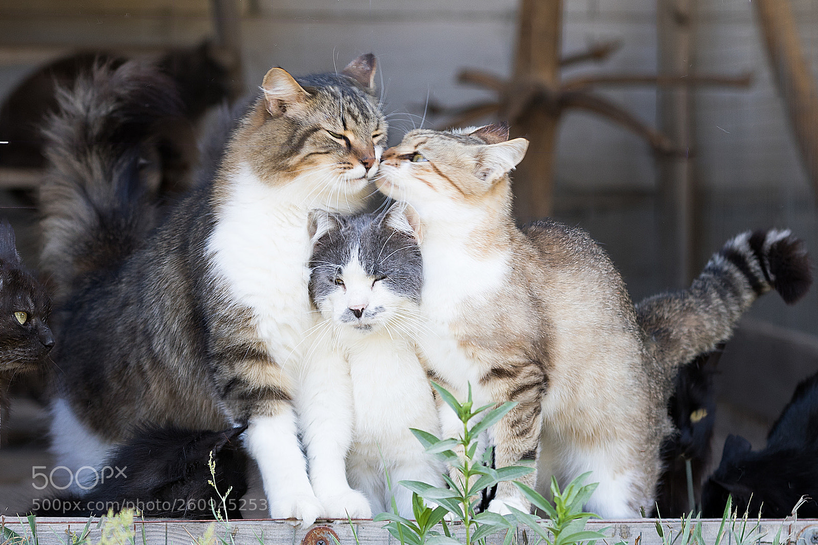 Canon EOS 5D Mark IV sample photo. Cats in love photography