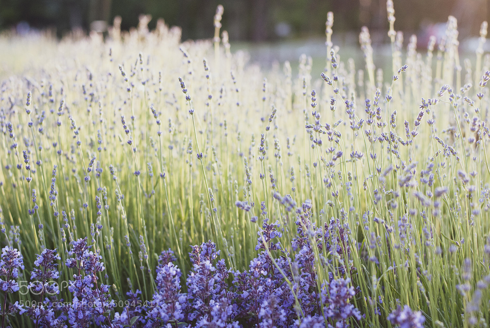 Nikon D3000 sample photo. Lavender photography