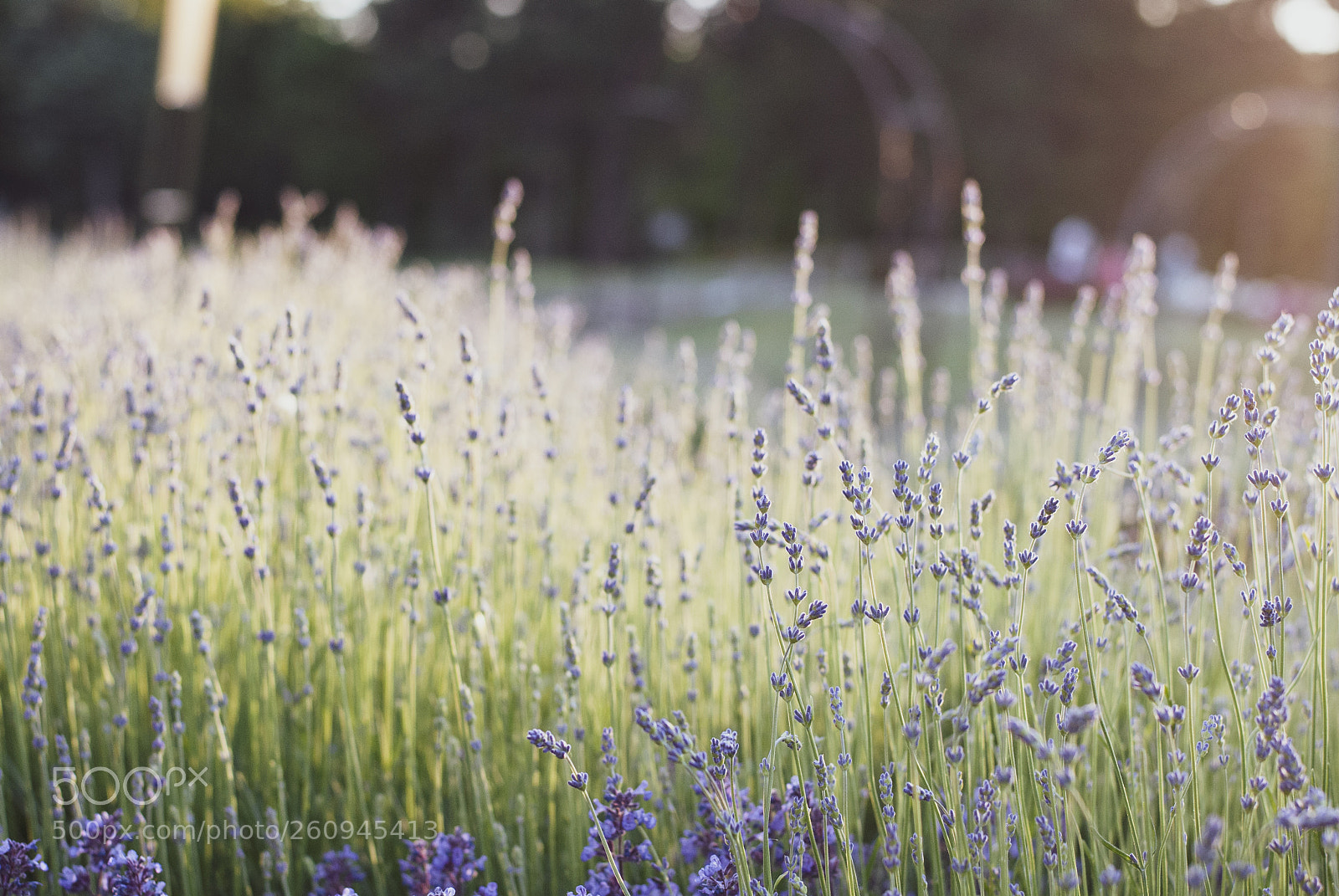 Nikon D3000 sample photo. Lavender photography