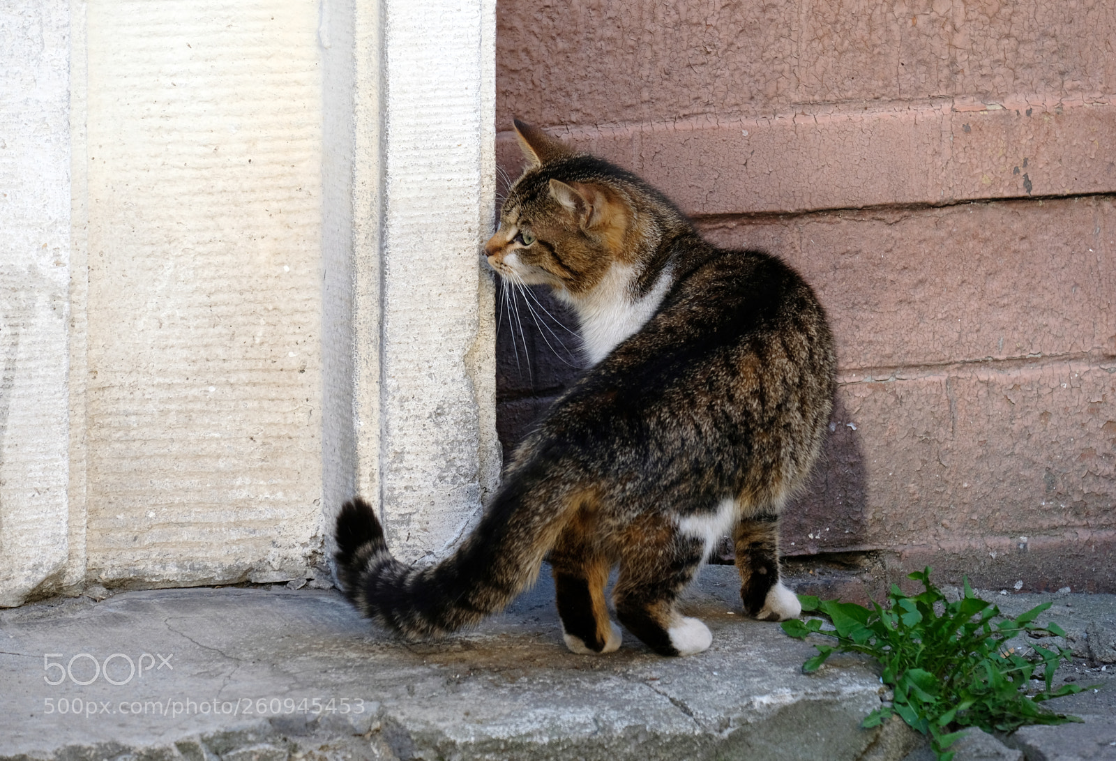 Fujifilm X-T20 sample photo. The curiosity is stronger photography