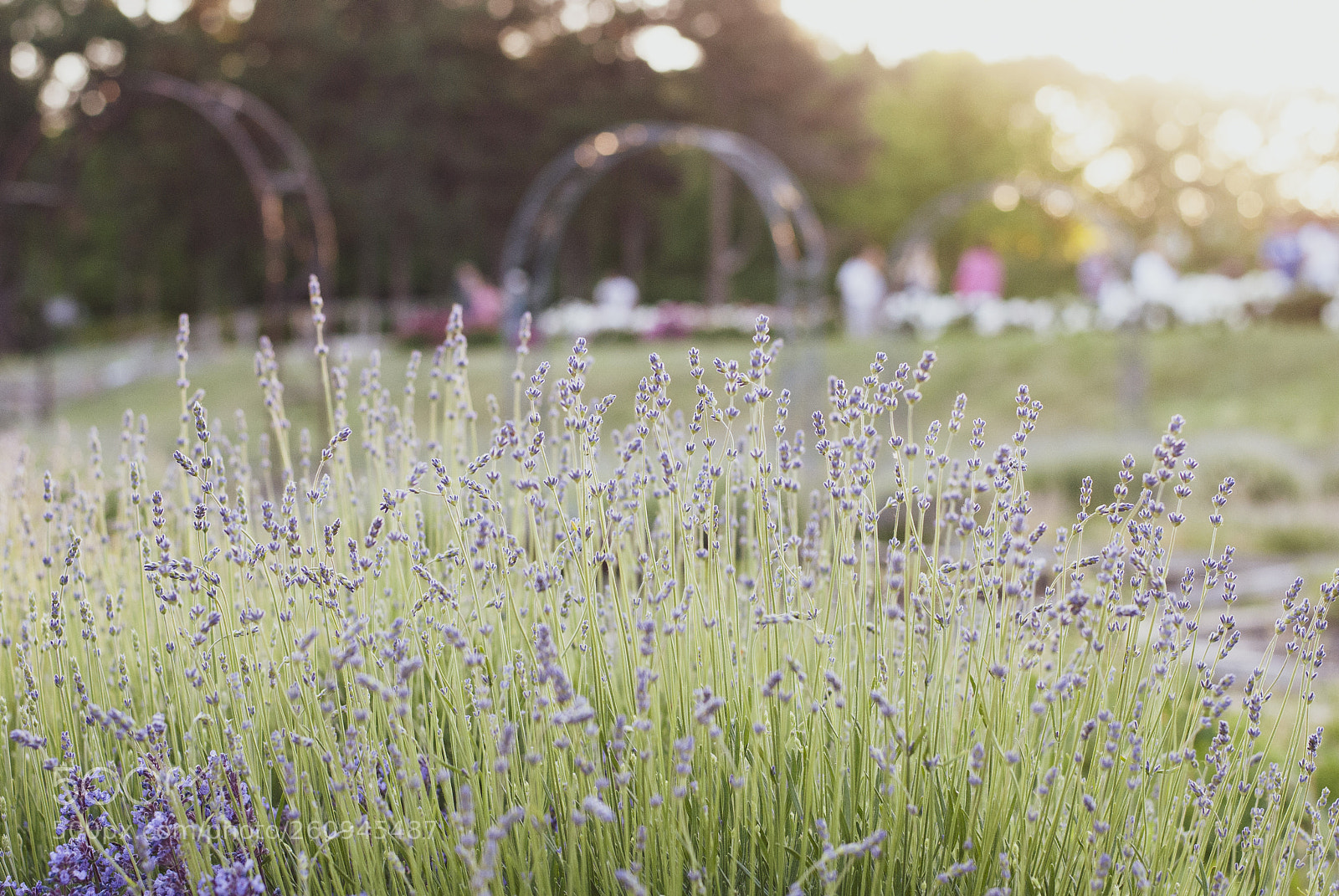 Nikon D3000 sample photo. Lavender photography