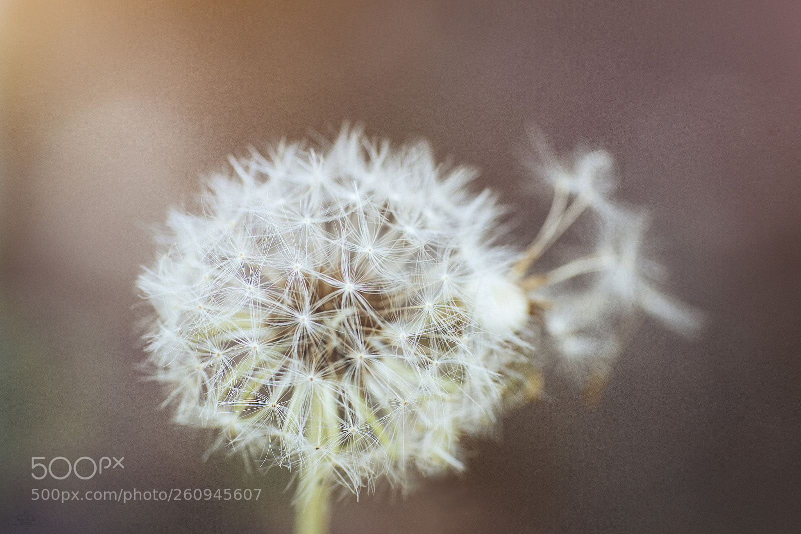 Canon EOS 6D sample photo. Untitled photography