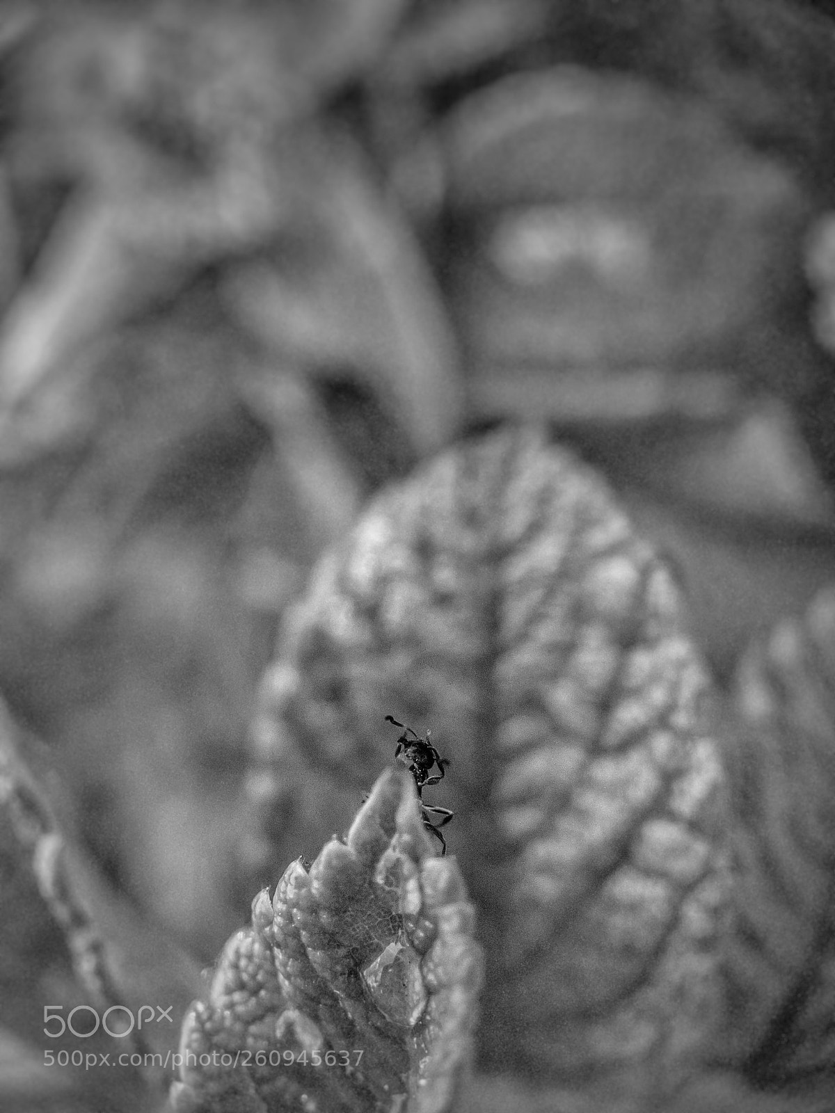 Apple iPhone 7 Plus sample photo. Iphoneography photography
