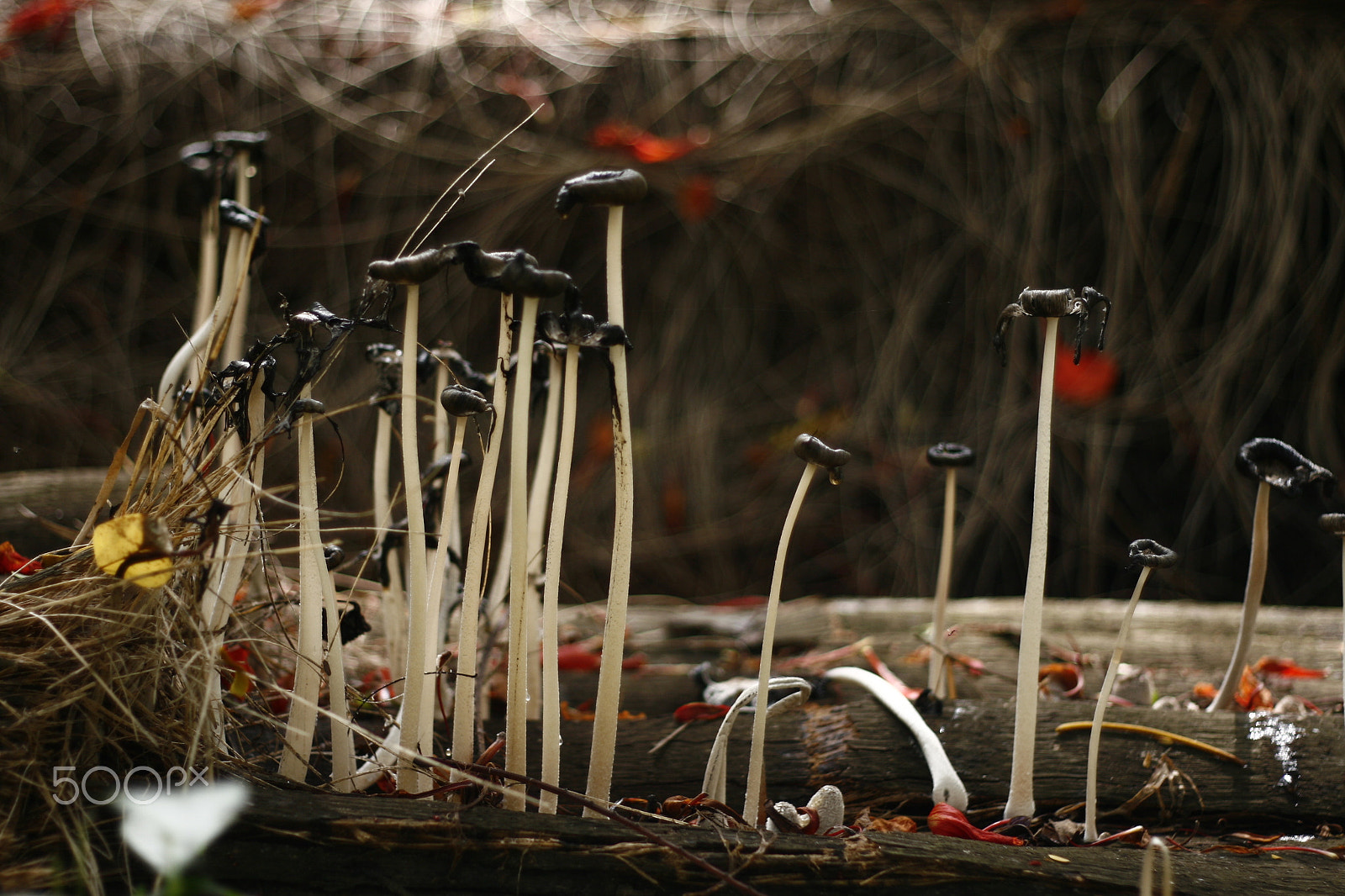 Canon EOS 30D + Canon EF 50mm F1.8 II sample photo. Vanishing mushroom photography