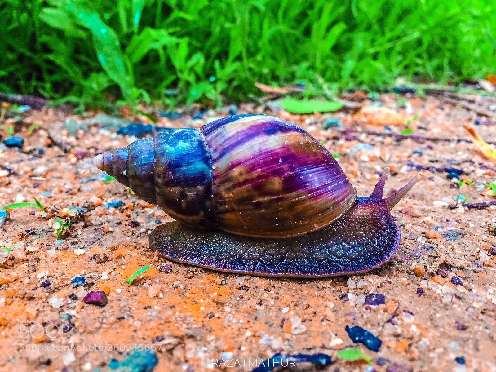 Apple iPhone 6 sample photo. Snail photography