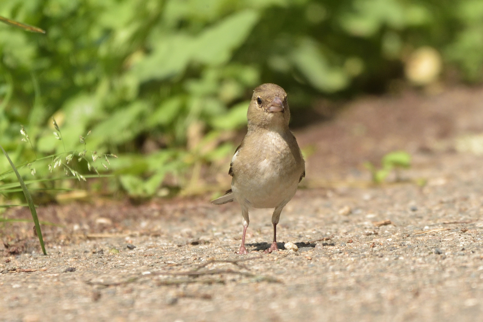 Nikon D750 sample photo. Common chaffinch, female (fringilla coelebs) photography