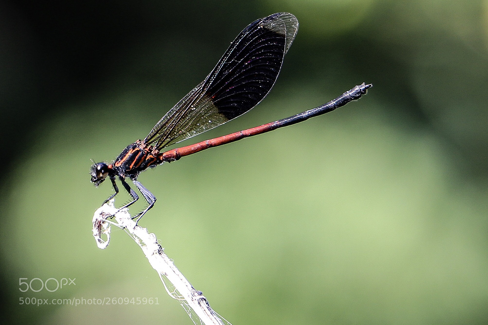 Canon EOS 70D sample photo. Libelle photography