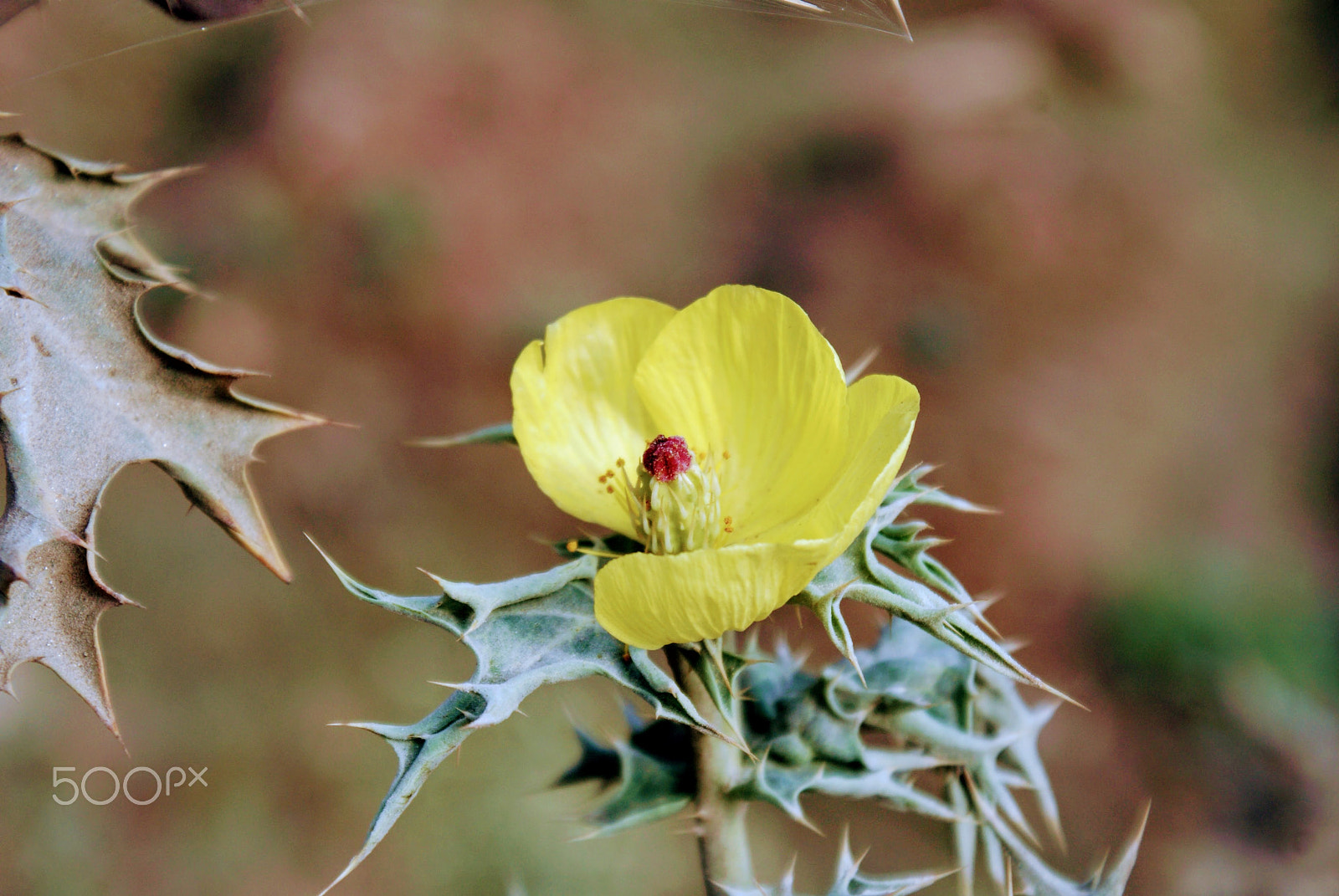 Sony DT 18-70mm F3.5-5.6 sample photo. Yellow flower photography