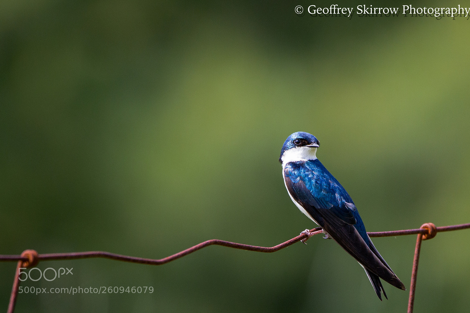 Canon EOS 6D sample photo. Bird on a wire! photography