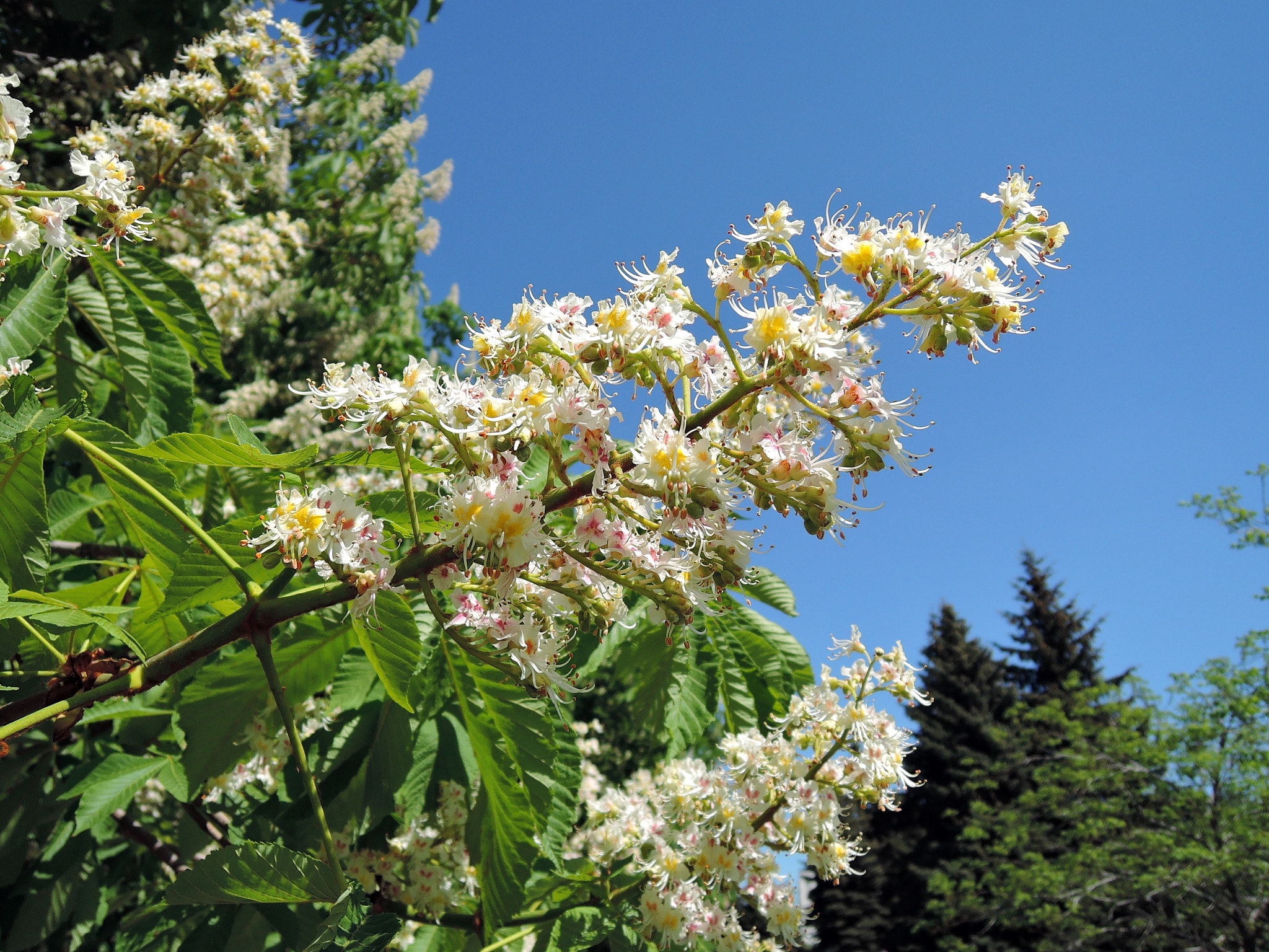 Nikon Coolpix P340 sample photo. Blossoming chestnut photography