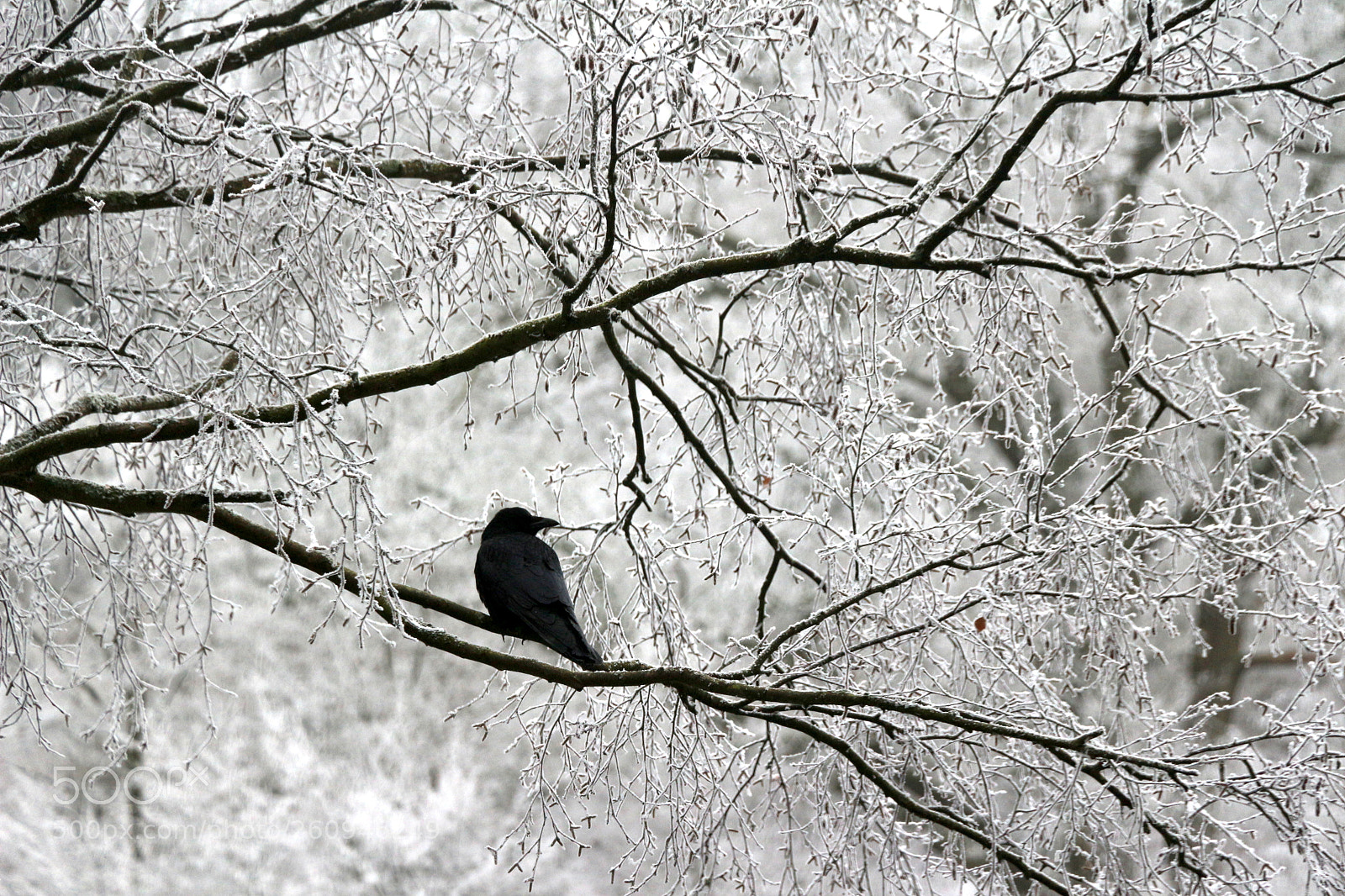 Canon EOS 100D (EOS Rebel SL1 / EOS Kiss X7) sample photo. Crow in winter photography