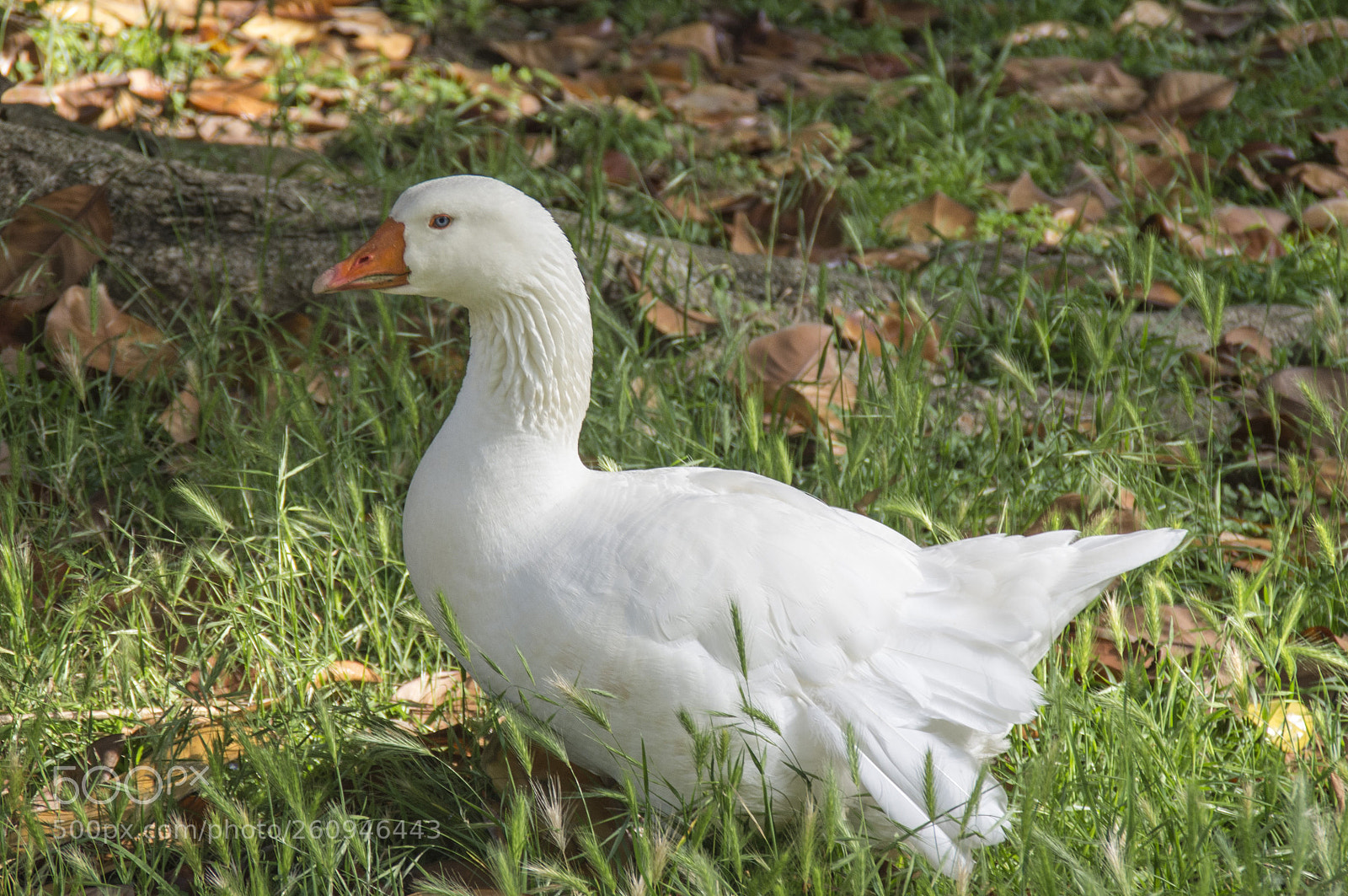 Pentax K-r sample photo. Anatra photography