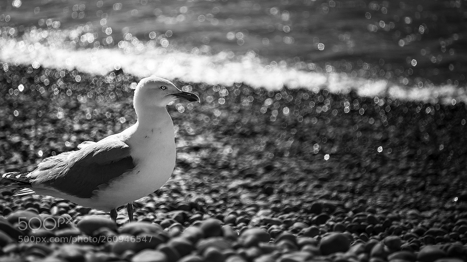 Panasonic Lumix DMC-GX85 (Lumix DMC-GX80 / Lumix DMC-GX7 Mark II) sample photo. Seagull photography