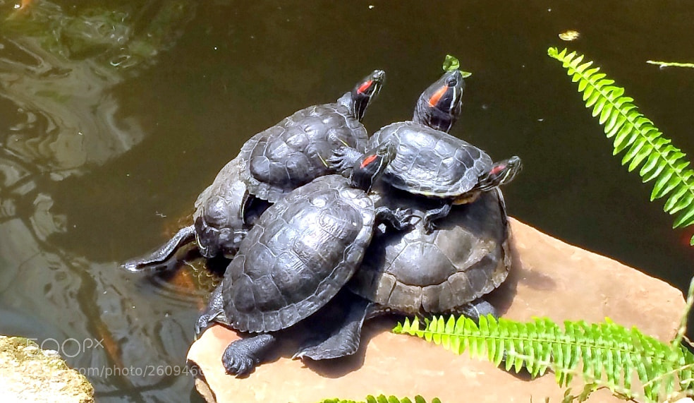 Samsung Galaxy Note4 sample photo. Turtle stacking photography