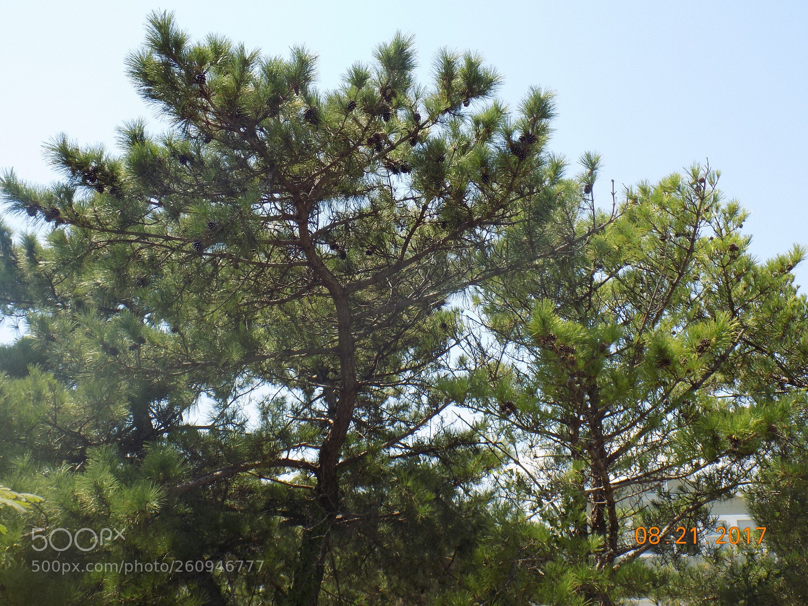 Nikon COOLPIX L340 sample photo. Trees in the wind photography