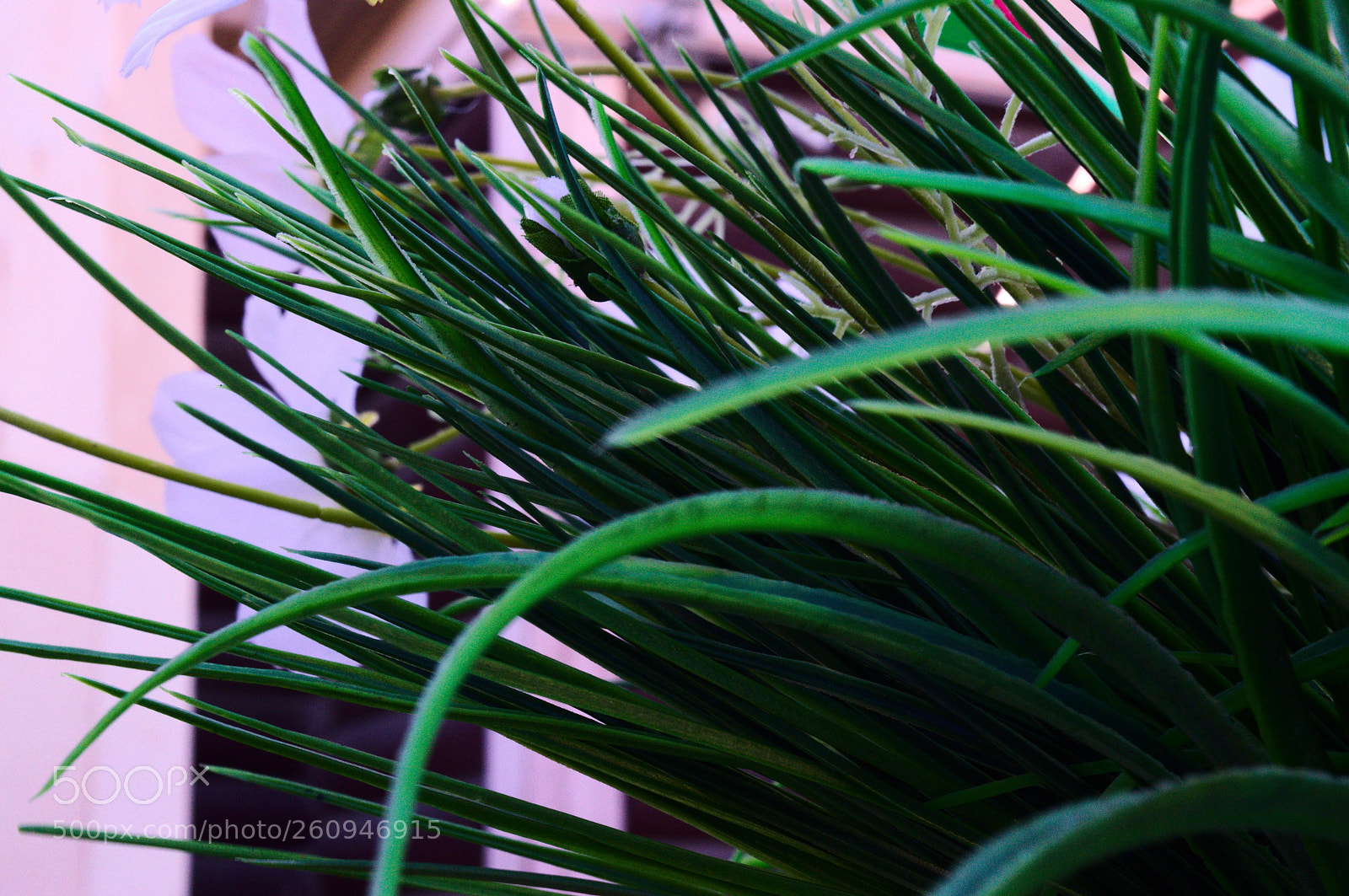 Nikon D3200 sample photo. Зеленые фото photography