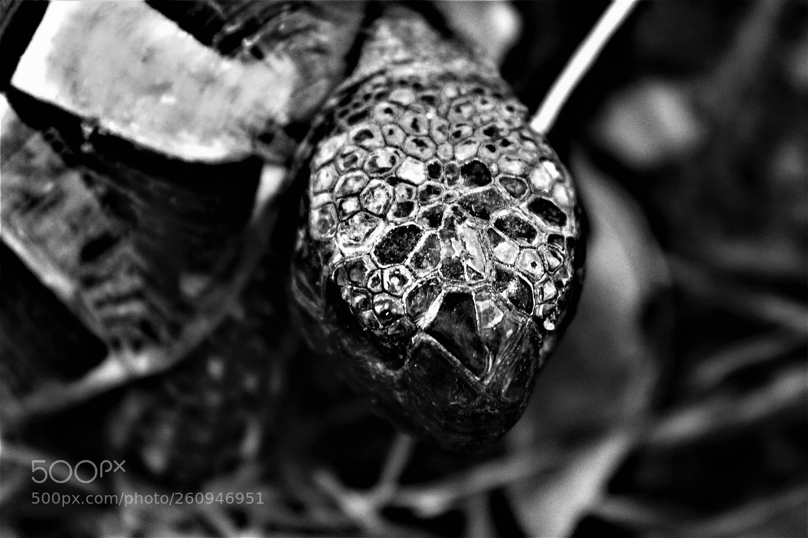 Canon EOS 1300D (EOS Rebel T6 / EOS Kiss X80) sample photo. Tortue de jade photography