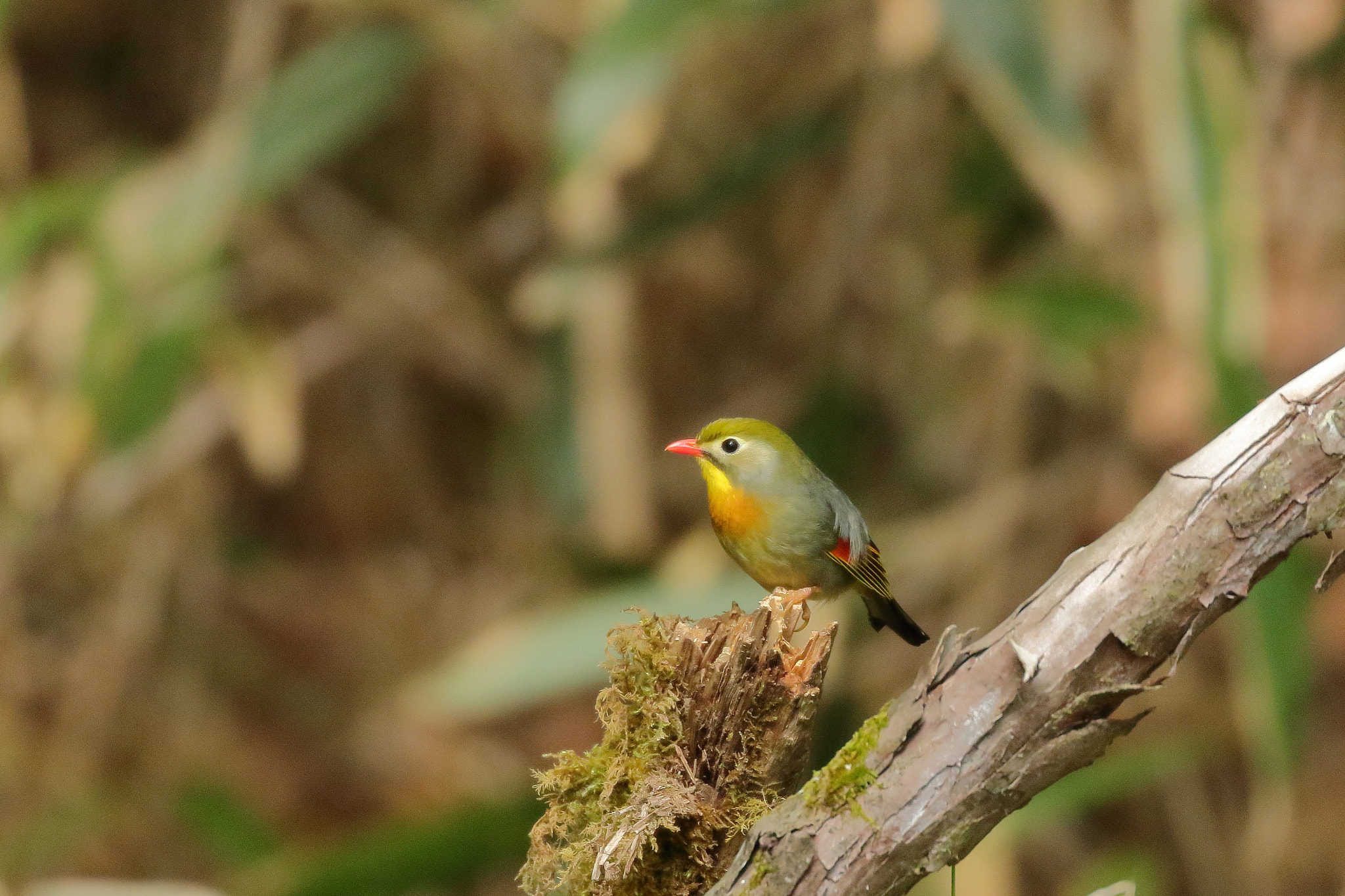 Canon EOS 7D Mark II sample photo. ソウシチョウ 7i2a6218 photography