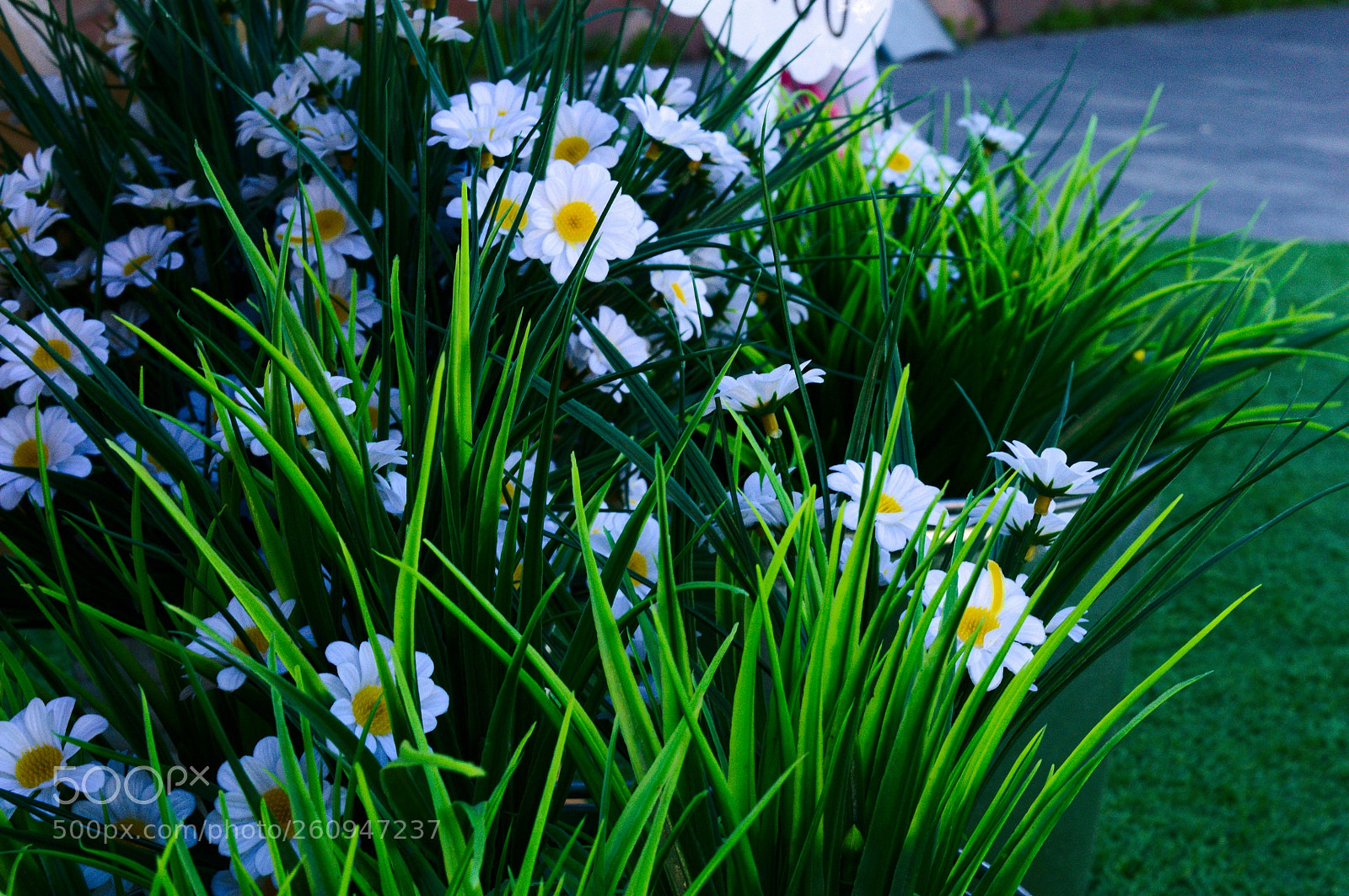Nikon D3200 sample photo. Зеленые фото photography
