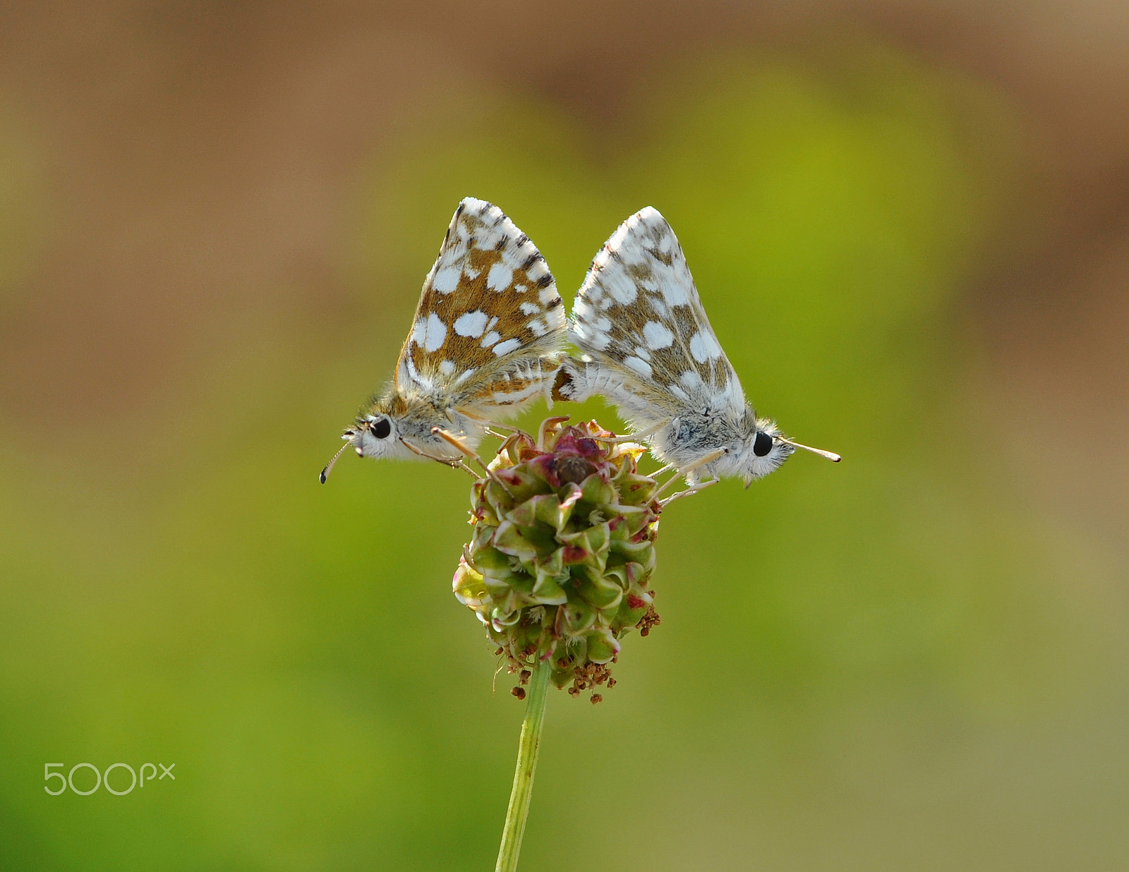 Nikon AF-S Micro-Nikkor 105mm F2.8G IF-ED VR sample photo. Spialia orbifer photography