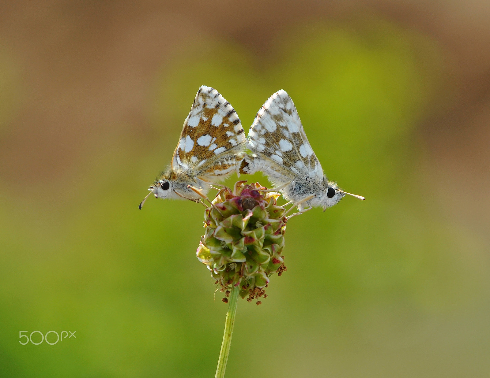 Nikon D90 sample photo. Spialia orbifer photography